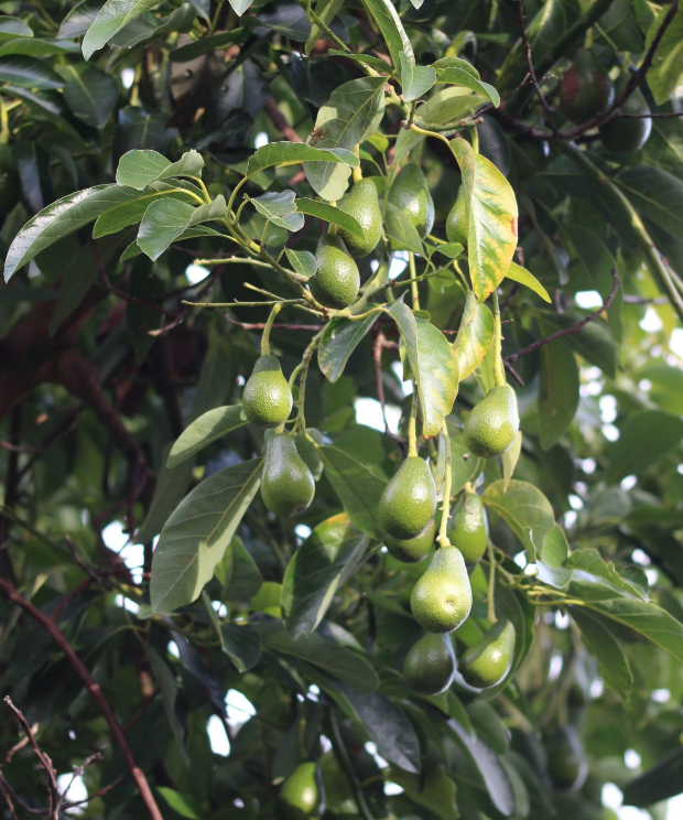 aguacate arbol