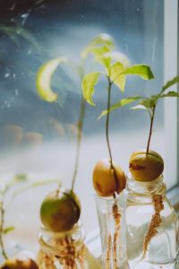 Avocado stones growing from water in jam jars